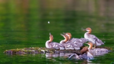 ����ͯ��