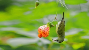 ������֦�뻭��