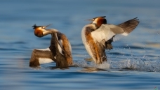 �߳�����