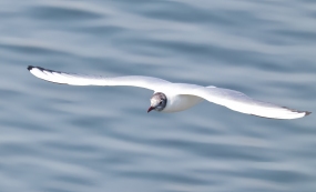 ������־