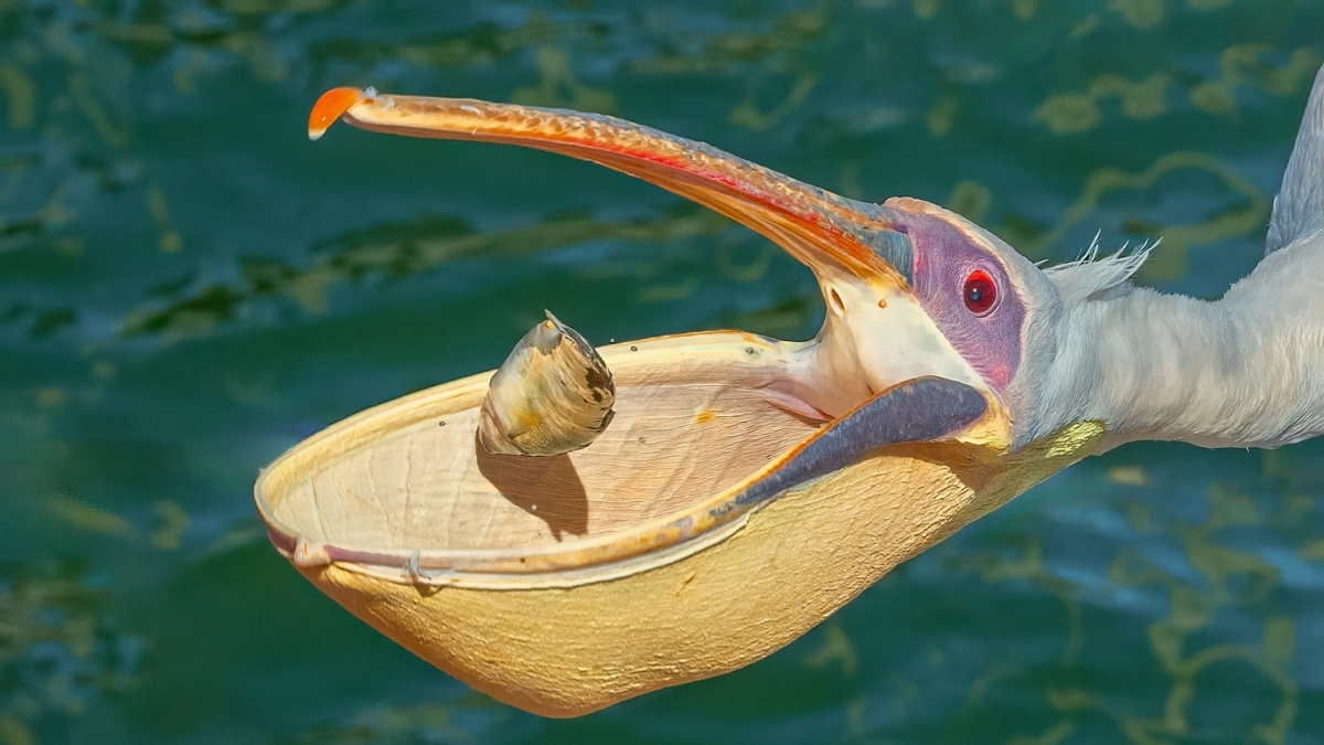 �ߴ���