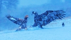 ���սͺ��   ѩԭ������