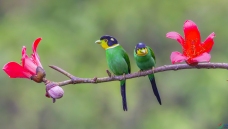 ���վ��飬֦ͷ����