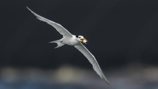 �Ӻ�����