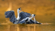 ��������ã�