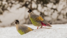 ����Ѫ��