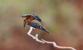 ֦ͷ����������