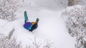 ѩ�뾪�裬ѩ��̤��