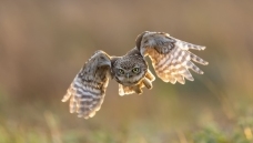 Ŀ�⾼���������Ƹ�С�^