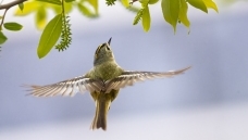 ����չ���