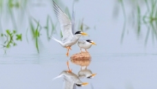 ʧ��