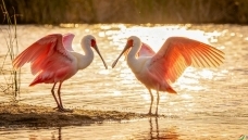 ף��AI��¡���Ƴ�