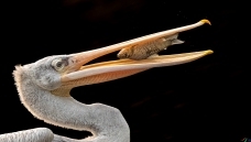 С�����������