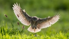 ���䡪�����Ƹ�С�^