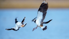 �����󼦼������