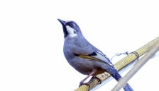��ɫ����