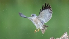 赤腹鹰作者:离弦的箭浮冰上的争夺!