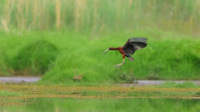 ��Ӱ����