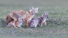 ����С�ȱ�