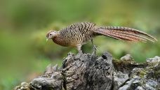 ��������