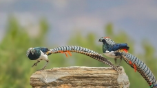 �׸�����