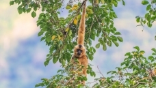 ���ϳ���Գ