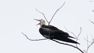 �װ߾����񱦱�