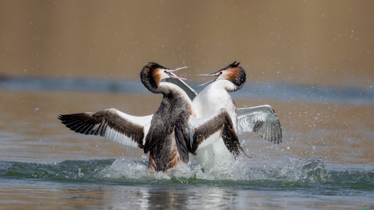 时间:2024-03-08作者:杨柳一枝标题:搏斗鸟网鹊>>更多坦桑尼亚拍摄