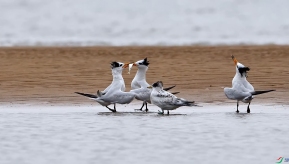 �л���ͷ��Ÿ