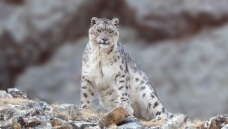 ��ѩɽ֮����