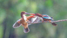 �������