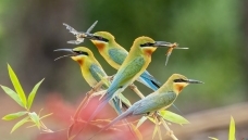 �Ļ�