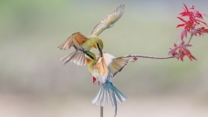 �����ķ仢