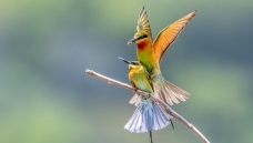 ��ʳ����