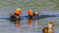 ���һŭΪ����