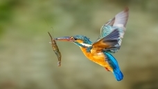 ��һ�η�Ƭ������