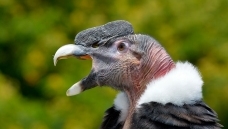 ����˹֮�۵����ߣ���д��