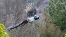 �׸�����