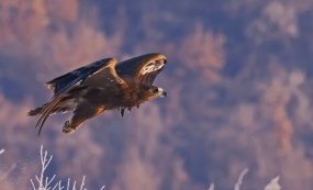 ���ɡ���ԭ���轭ͼ