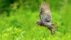 ��Ұ����