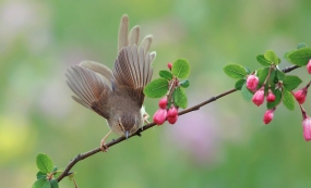 ��������ͼ ��̬չ����