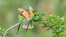 ��ʳ����