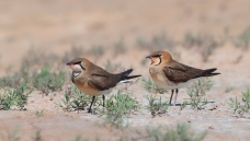 һ��С�ɰ�----���a