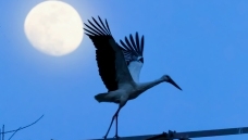 �¹��µ�ƽ��----��������