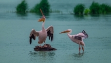 ��ϼ�еİ�����