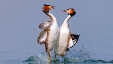 վ������