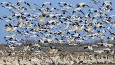 �׺�����Ұ