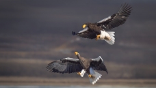 ������ϰ