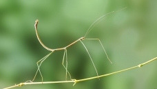 ��ڳ�