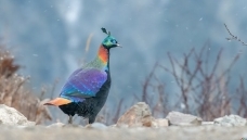 ��β����